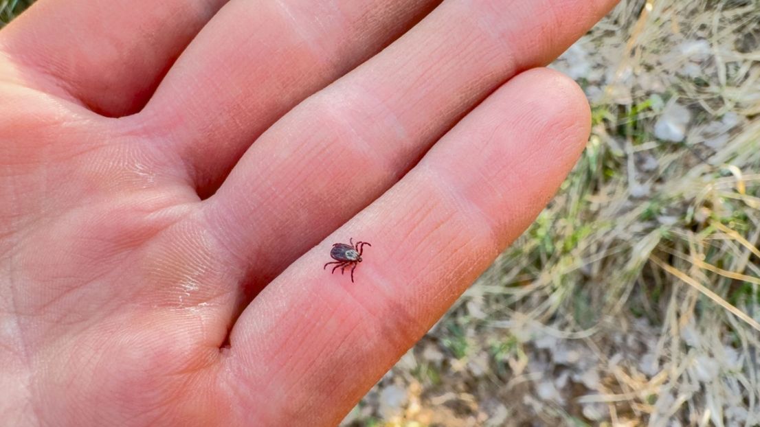 Samsung Galaxy Tab S10 FE