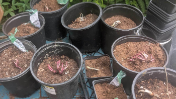 Samsung Galaxy Tab S10 FE